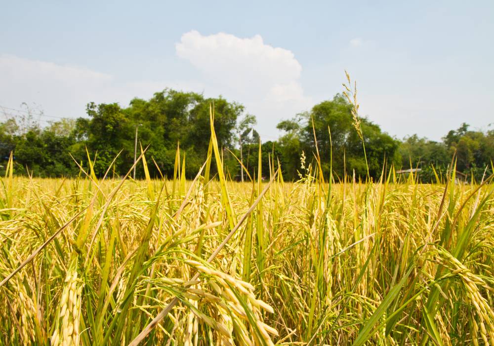 遼寧：農業大災保險今年實現產糧大縣全覆蓋