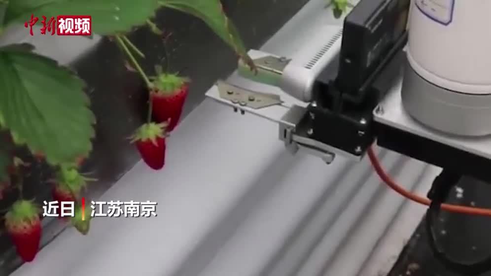 草莓采摘機器人來啦！南農大自主研發多款草莓智能農機.mp4