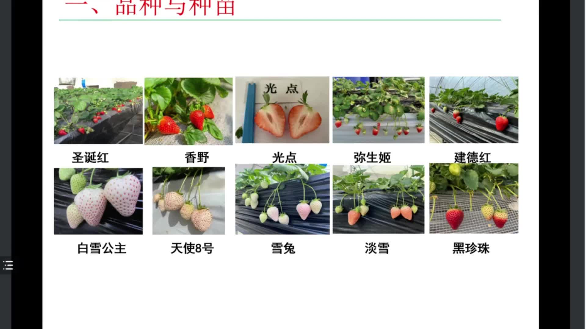 日本草莓品種-淡雪.mp4